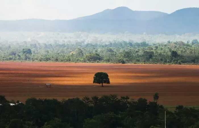 Vamos falar do Cerrado? 80% do bioma já foi modificado pelo ser humano