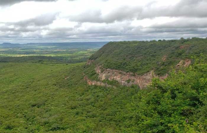 Projeto vai promover o reflorestamento de 500 hectares na Chapada do Araripe
