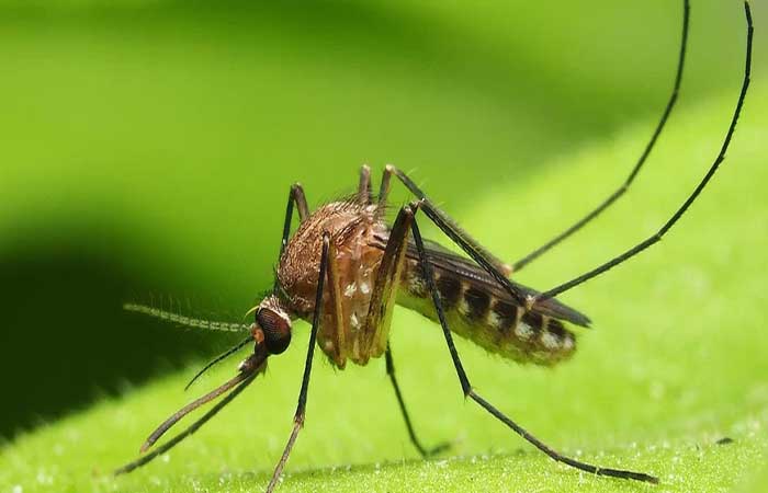 Ácidos da pele humana podem atrair mosquitos, mostra estudo