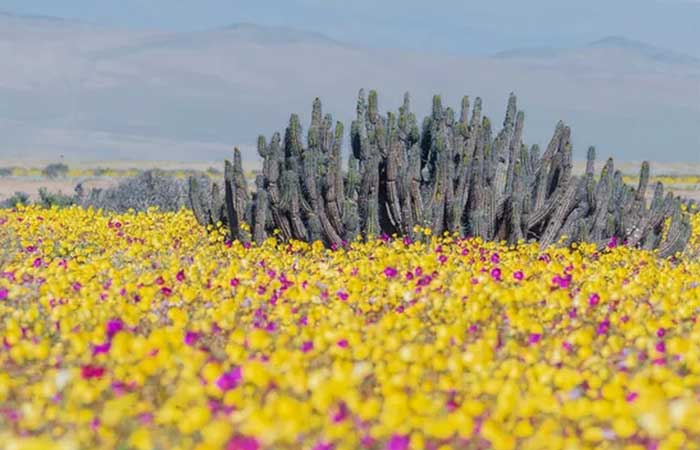 O segredo por trás das flores espetaculares no deserto mais seco do mundo