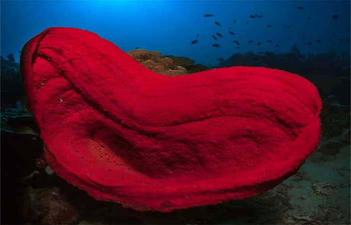 A estranha habilidade das esponjas marinhas que intriga cientistas e filósofos