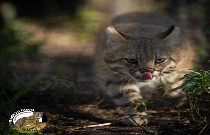Felino raro em iminente extinção é fotografado nas videiras da Família Salton, na Campanha Gaúcha (RS)