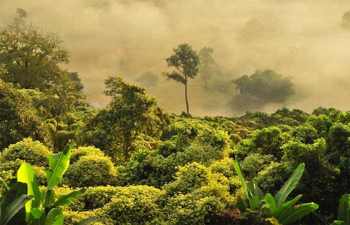 Florestas em terras indígenas protegidas são mais saudáveis, funcionais, diversificadas e ecologicamente resilientes