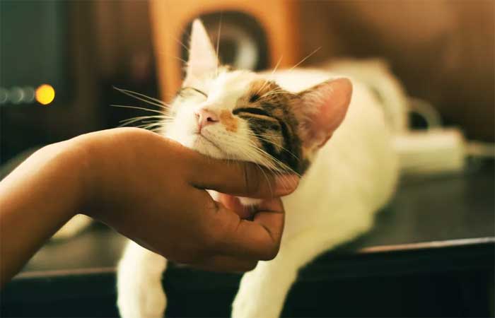 Gatos aliviam estresse de pessoas muito emotivas