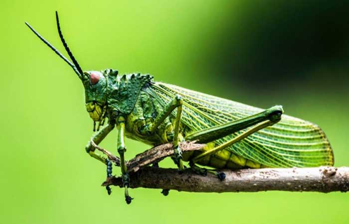 Mudanças climáticas podem provocar ‘apocalipse dos insetos’