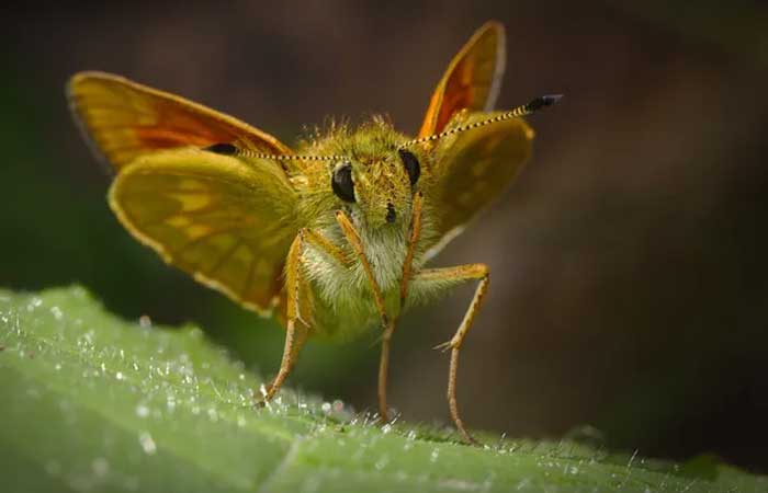 Qual é o tamanho máximo que um inseto pode crescer?