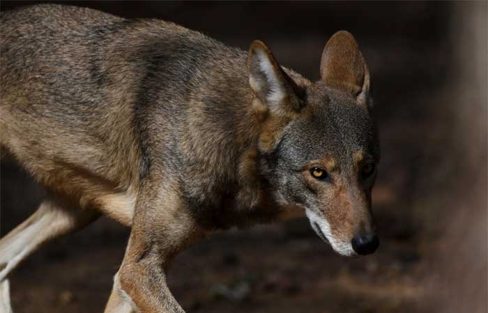 Como salvar o lobo-vermelho, uma das espécies mais raras e ameaçadas do mundo?