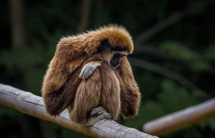 Vírus comum em macacos pode estar prestes a “saltar” para humanos