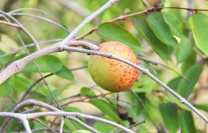 Pesquisadoras brasileiras usam a mangabeira para criar xampu rico em antioxidantes, mais natural e sustentável