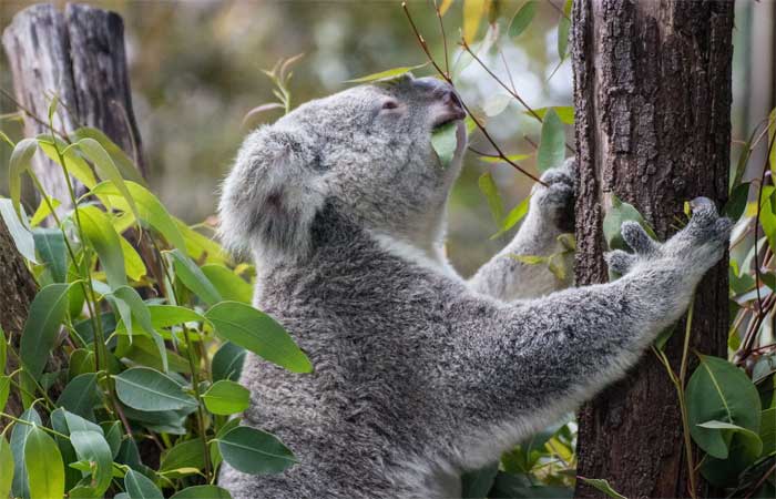 Austrália anuncia plano de 10 anos para conter extinção de plantas e animais