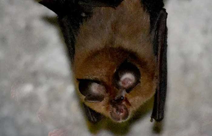 Vírus semelhante ao coronavírus encontrado em morcego pode infectar humanos