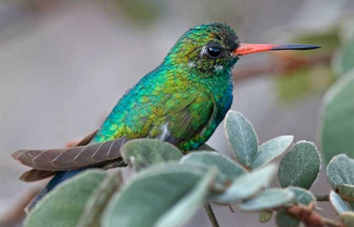 A Reserva Natural Serra das Almas é um paraíso para observadores de pássaros