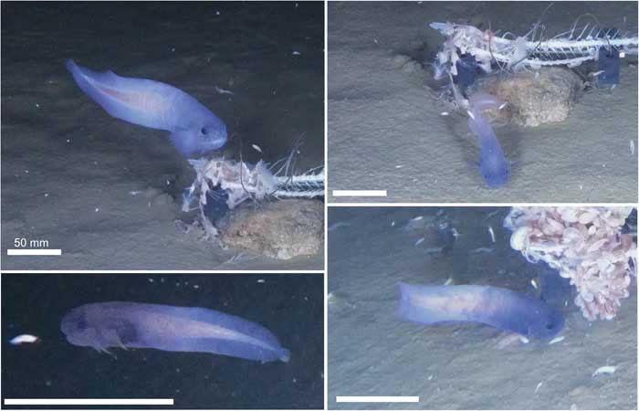 Nova espécie de peixe-caracol é descoberta a 7 mil metros de profundidade