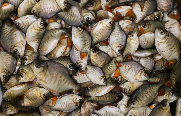 Evite o desperdício: dicas e receitas para aproveitar tudo do pescado