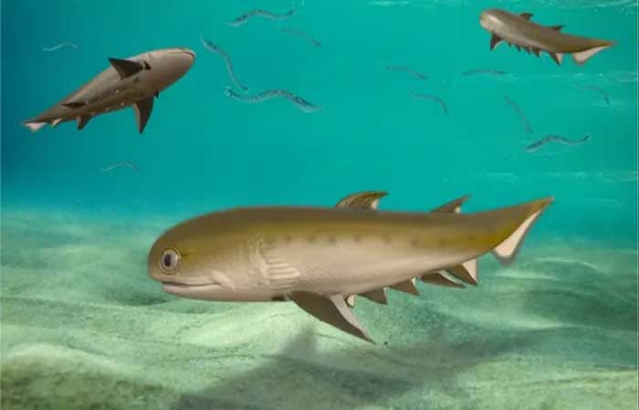 Dentes mais antigos do mundo são encontrados em fóssil de peixe na China