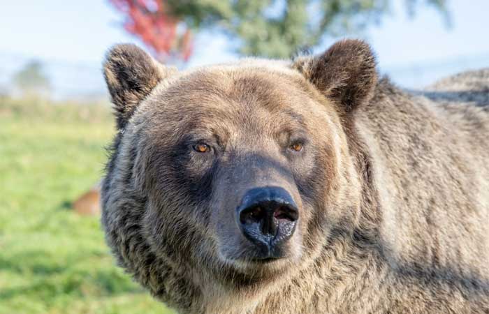 Diabetes: hibernação de ursos pode ser uma pista para o tratamento da doença