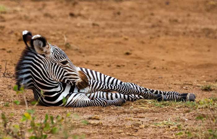 Seca no Quênia está matando uma das zebras mais raras do mundo