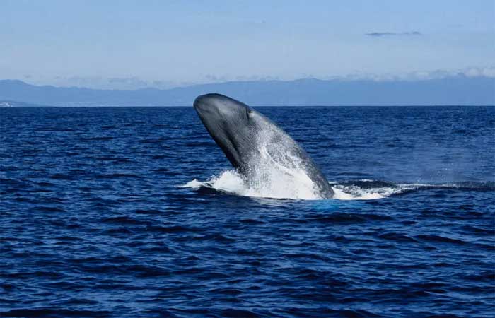A quantidade impressionante de microplásticos consumida por baleias