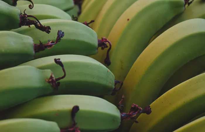 Por que é seguro comer bananas mesmo elas sendo radioativas?