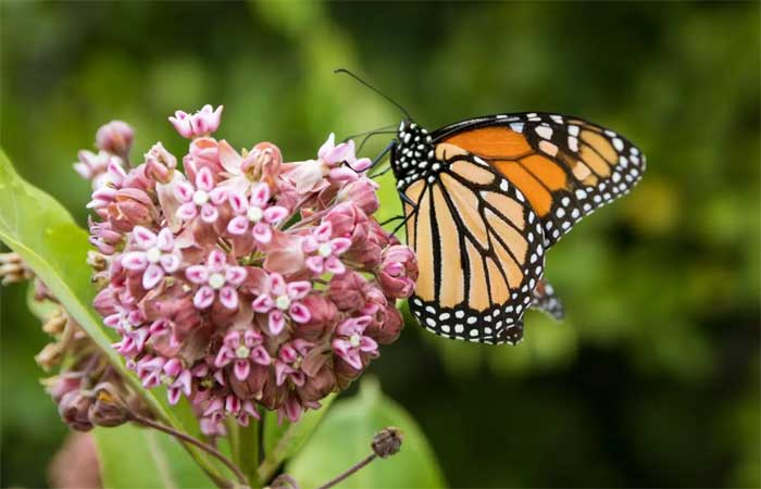 A migração anual de borboletas-monarca para o México começou (e é realmente espetacular)