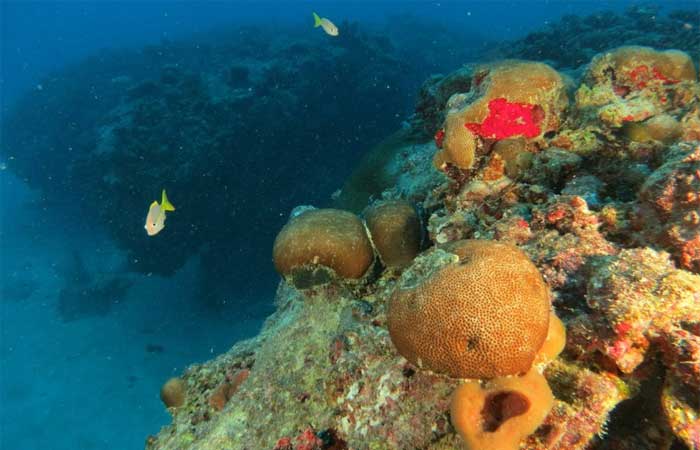 Costa brasileira tem o terceiro maior sistema de recifes de corais do mundo