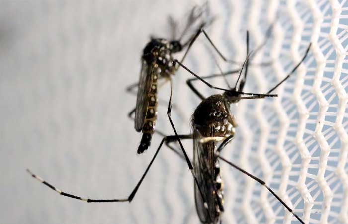 Dia Nacional de Combate ao Aedes aegypti é neste sábado