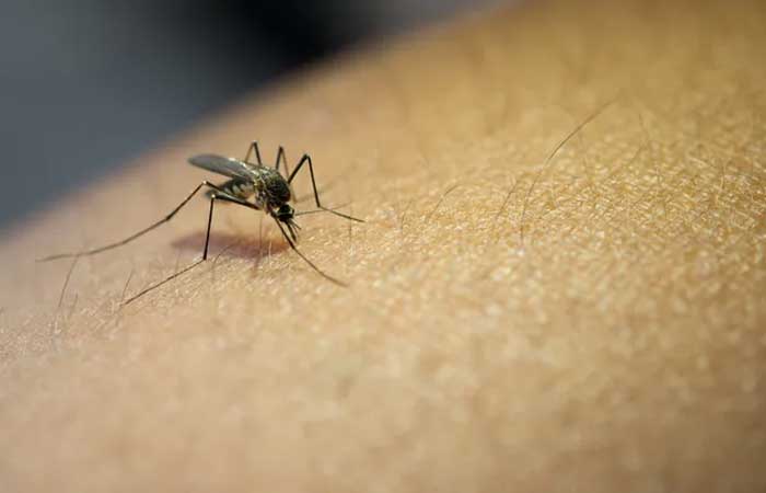 Eis o motivo de algumas pessoas atraírem mais mosquitos que outras
