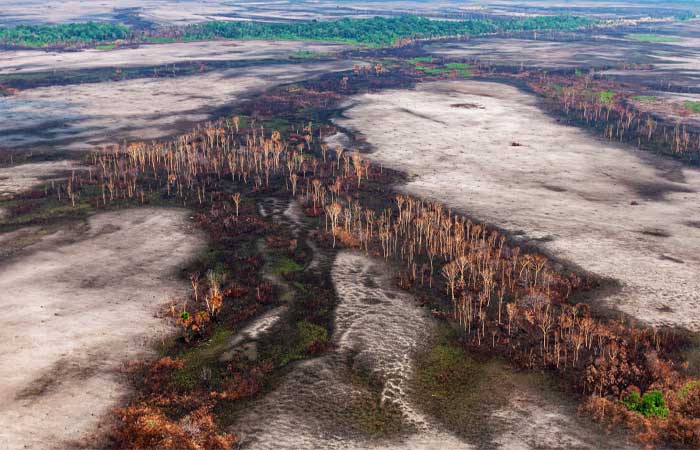 Para salvar a Amazônia, Brasil precisa restaurar 50 milhões de hectares de floresta