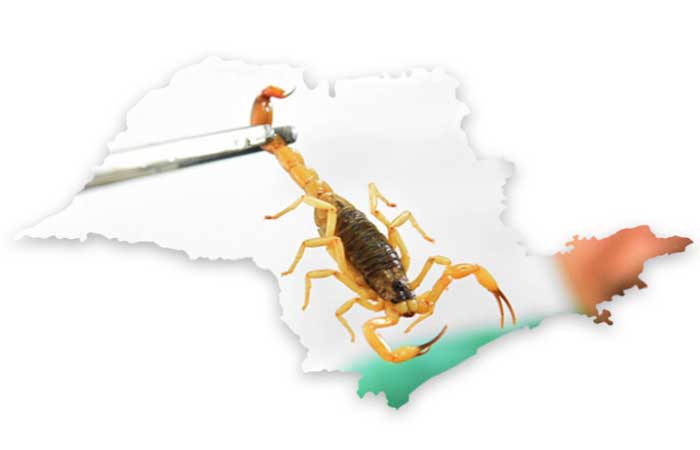 Casos de envenenamento por escorpião quintuplicaram no Estado de São Paulo em dez anos