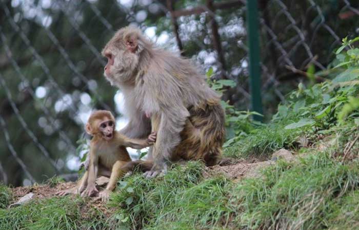 Estudo controverso com macacos reacende debate sobre testes com animais