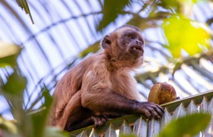 Herança cultural pode influenciar a escolha de ferramentas por macacos-prego
