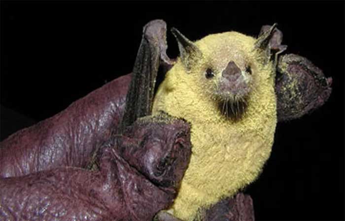 Morcego poliniza planta e ajuda na produção de tequila, no México