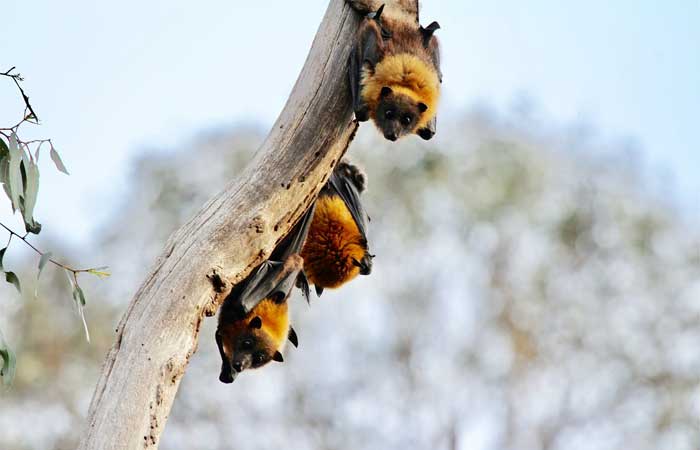 Restauração de habitats de morcegos pode evitar novas pandemias