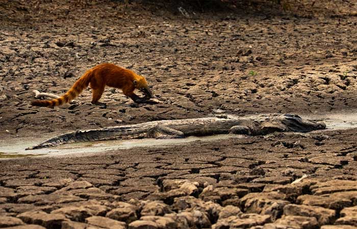 2021 é o ano mais seco no Pantanal desde 1985, com área úmida de 1,6 milhão de hectares