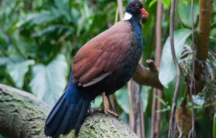 Pássaro que se acreditava estar extinto há 140 anos é visto em Papua-Nova Guiné