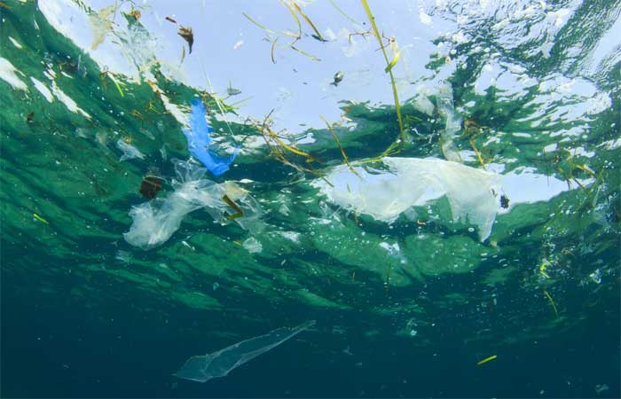 Plástico em recifes afeta comportamento alimentar de peixes