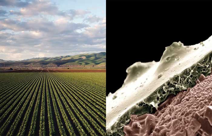 Cientistas propõem tecnologia feita com isopor para liberação controlada de fertilizantes na agricultura