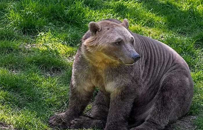 Conheça o animal híbrido do urso marrom com o polar que é mais resistente à crise do clima e está surgindo na Rússia