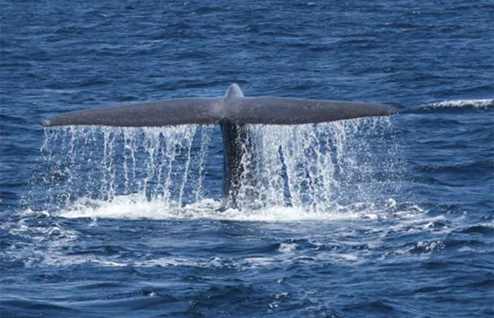 Baleias azuis engolem 10 milhões de pedaços de microplástico por dia