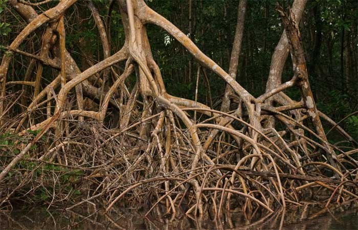 Evolução das raízes de árvores pode ter causado extinções em massa