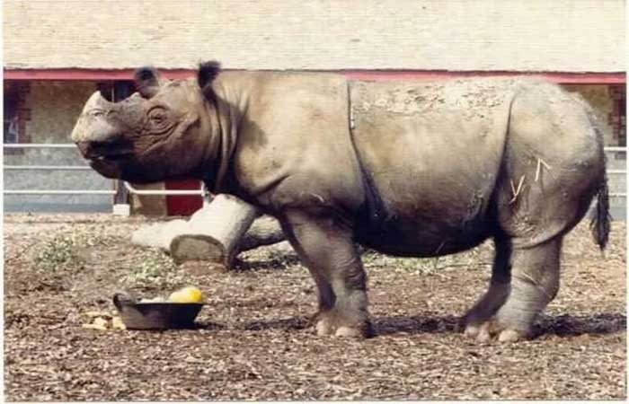 Fotos sugerem que chifres de rinocerontes diminuíram devido à caça
