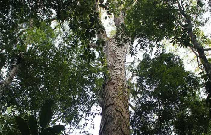 Três meses após ser encontrada, árvore mais alta da Amazônia está em risco