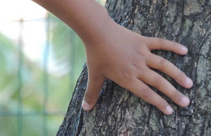 Tecnologia das árvores: micro parques impactam a vida de fortalezenses