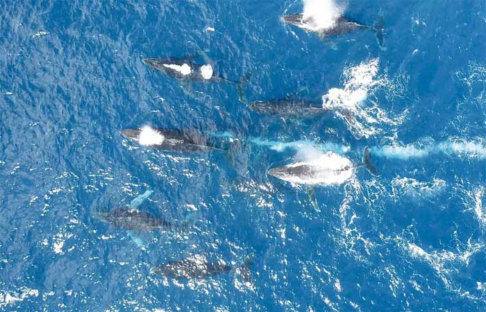 Contagem confirma recuperação de baleias jubarte em águas brasileiras