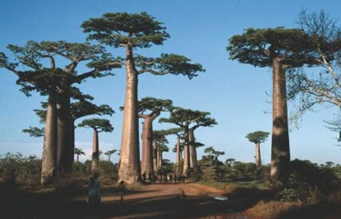 Apesar de peculiaridades, desafios para a conservação em Madagáscar são similares aos do Brasil