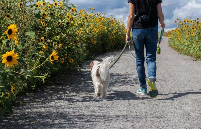 Passeios podem diminuir o risco de demência em cães e tutores, diz estudo