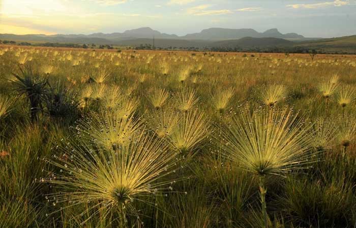Estudo propõe critérios para ajudar a delimitar e conservar as áreas úmidas do Cerrado