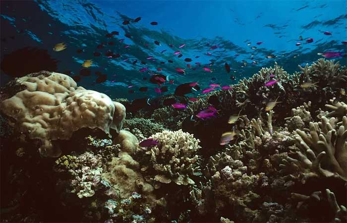 Humanidade está ‘dizimando’ a vida marinha, revela nova Lista Vermelha de Espécies Ameaçadas
