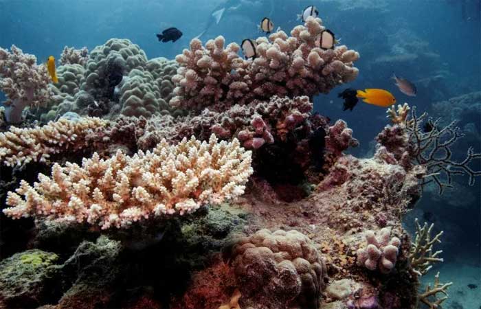 Cientistas congelam pedaços da Grande Barreira de Corais em iniciativa de preservação
