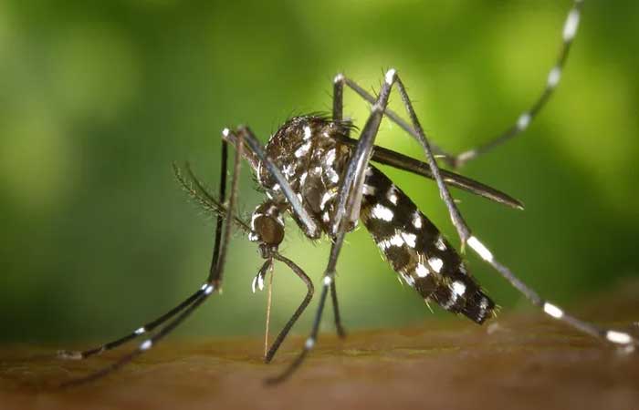 Vacina da dengue do Butantan: resultados preliminares indicam alta eficácia